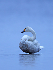 Cygnus columbianus bewickii
