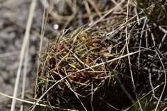 Gymnocalycium monvillei