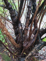 Physocarpus capitatus