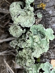 Flavopunctelia flaventior