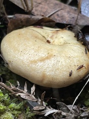 Lactarius alnicola
