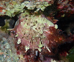 Spondylus gaederopus