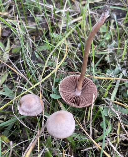 Rumenkasti smetištar (Panaeolus foenisecii)
