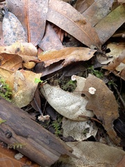 Collybiopsis quercophila