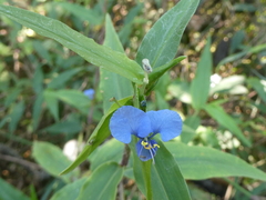 Commelina diffusa