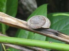 Caracolus caracolla