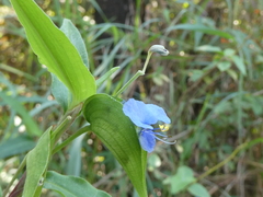 Commelina diffusa