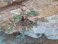 Asplenium montanum