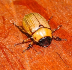 Rutelinae