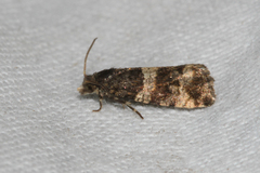 Lobesia abscisana