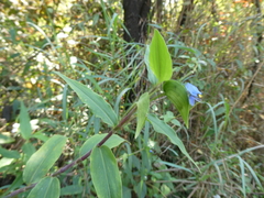 Commelina diffusa