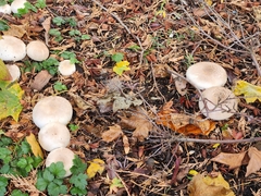 Fungi