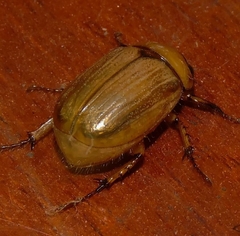 Rutelinae