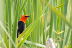 Amblyramphus holosericeus