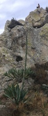 Agave salmiana