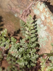 Asplenium montanum