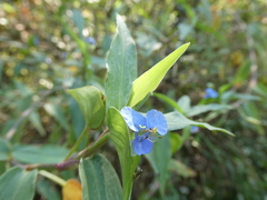 Commelina diffusa