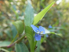 Commelina diffusa