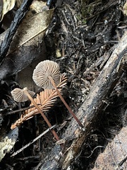 Paragymnopus sequoiae