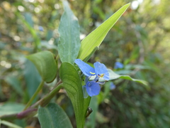 Commelina diffusa