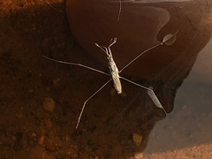 Aquarius paludum paludum