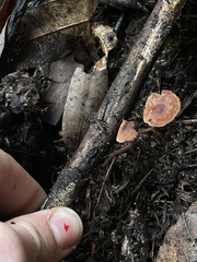 Paragymnopus sequoiae