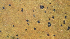 Melarhaphe neritoides