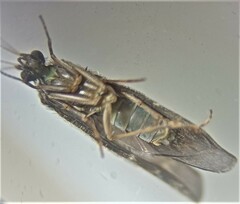 Hydrobiosidae