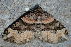 Xanthorhoe lacustrata