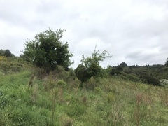 Ileostylus micranthus