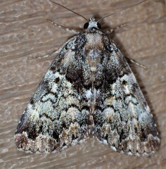 Allotria