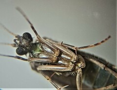 Hydrobiosidae