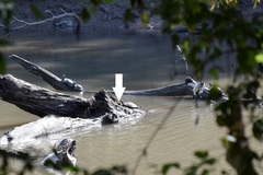 Graptemys ouachitensis