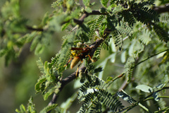 Polistes comanchus navajoe
