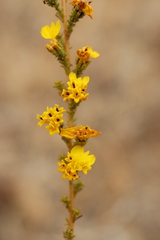 Holocarpha virgata virgata