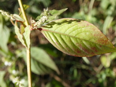 Achyranthes