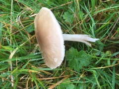 Dermoloma cuneifolium