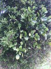 Ileostylus micranthus