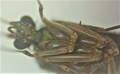 Hydrobiosidae