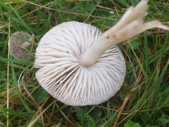 Dermoloma cuneifolium