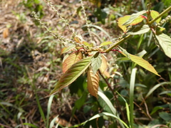 Achyranthes