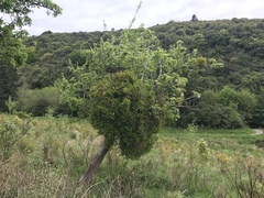 Ileostylus micranthus