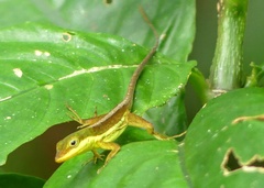 Anolis krugi