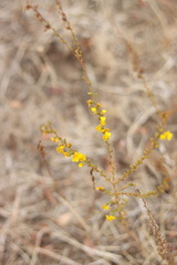 Holocarpha virgata virgata