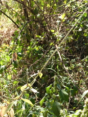 Achyranthes