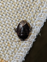 Macroscytus brunneus