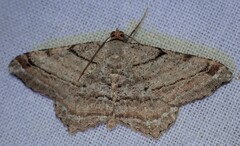 Macaria multilineata