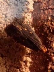 Dichomeris juncidella