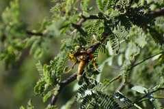 Polistes comanchus navajoe