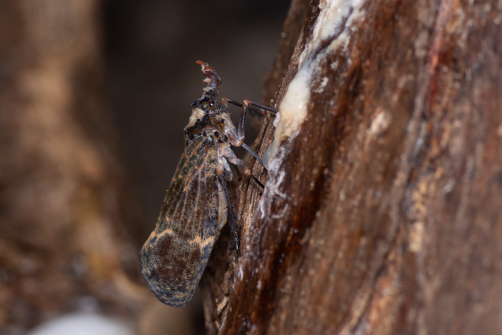 Phrictus diadema